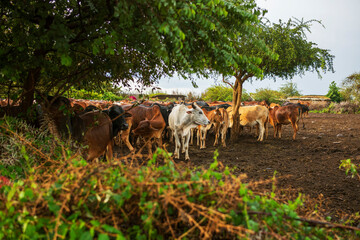 The Maasai have a deep connection to their farm animals, especially cattle, which are central to their culture, economy, and survival.