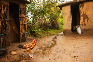 The Maasai have a deep connection to their farm animals, especially cattle, which are central to...