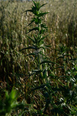 Cardo sin flor, hojas de cardo