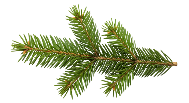 A branch of a fir tree isolated on transparent background, close up