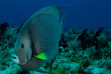 The gray angelfish, (Pomacanthus arcuatus) off the coast of Cozumel Island.
