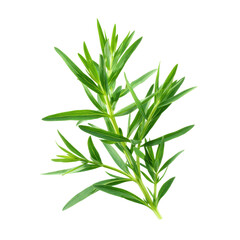 Fototapeta premium A sprig of fresh green rosemary herb isolated on transparent background