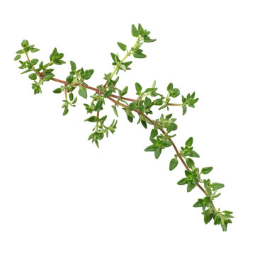 Fresh sprig of thyme isolated on transparent background