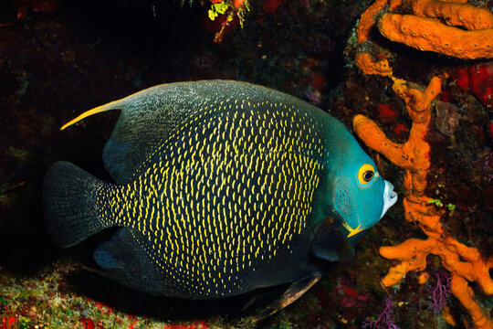 French Angelfish (Pomacanthus paru)