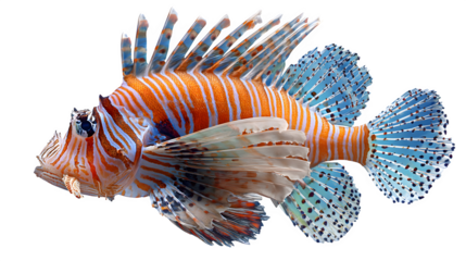 lionfish with bright fins and striped body, tropical aquarium fish, isolated on white background