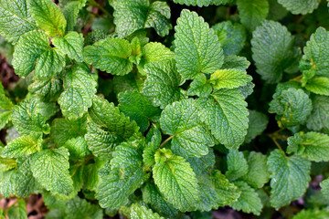 Mint leaves in the garden