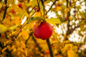 Fototapeten Fallen A vibrant red apple dangles from a branch amidst bright yellow and orange leaves in an orchard during the autumn season The scene captures the essence of harvest time  © Anton Dios