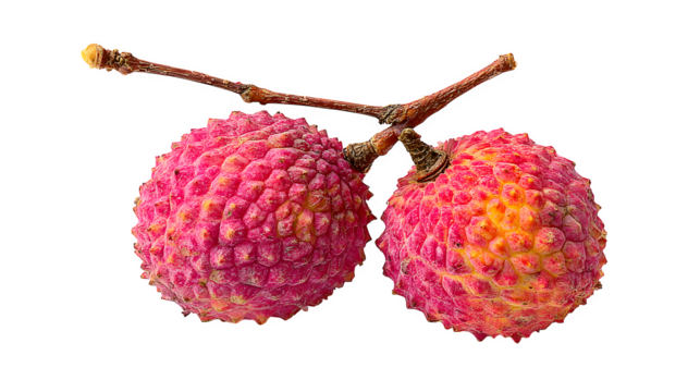 lychee fruit with rough pink rind and short stem, tropical sweet fruit, isolated on white background
