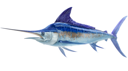 majestic blue marlin fish with pointed bill, swimming pose, isolated on white background