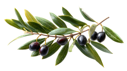 olive branch symbolizing peace, isolated on white background