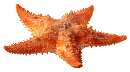 orange starfish five-pointed, realistic marine texture, isolated on white background