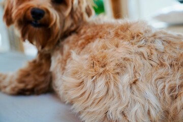 Close-Up of Dog’s Back with Burr Seed (Bidens Pilosa) Attached