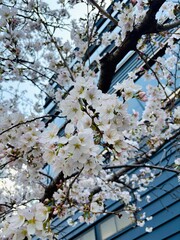Cherry blossoms
