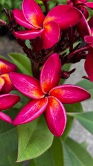 Red Plumeria