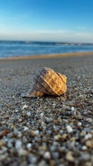 Seashell on the beach