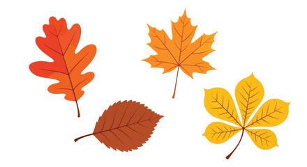 Autumn foliage display featuring vibrant red orange and yellow leaves