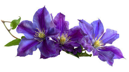 purple clematis flowers on vine, vibrant petals and stamens, isolated on white background