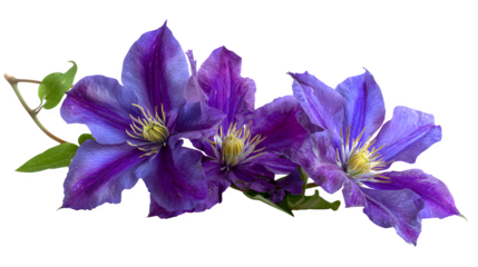 purple clematis flowers on vine, vibrant petals and stamens, isolated on white background