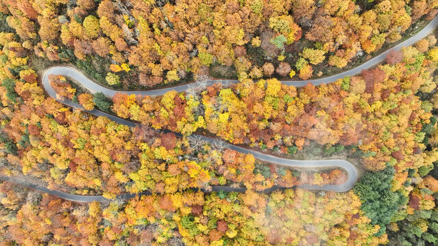 Aerial view of a winding road cutting through the vibrant autumn foliage of Serra da Estrela, where golden hues meet the crisp mountain air, Manteigas, Serra da Estrela, Portugal. - Powered by Adobe