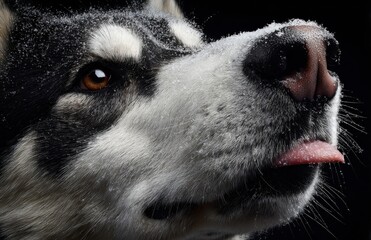 Obraz premium Husky with Snow on Nose Licking Winter Air