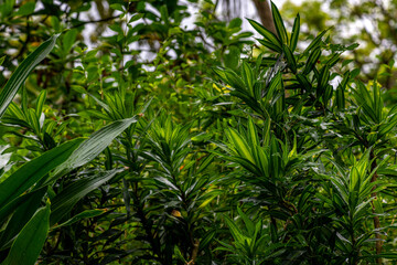 Pleomele or lily bamboo or Song of India plant Dracaena reflexa in the garden