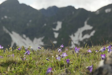 Mountain field bell flowers in focus against the background of green mountains covered with snow caps and glaciers, cloudy sky