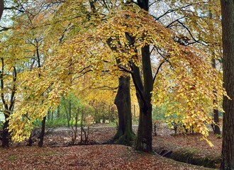Autumn colour gold in the woods