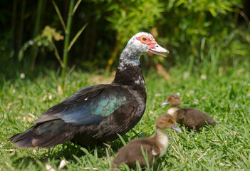 Muscovy duck (Cairina moschata) with chicks. Ornithology Park in Adler (Sochi).
