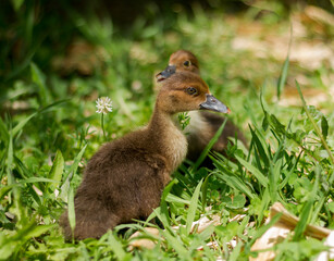 Chick of Muscovy duck (Cairina moschata).