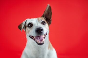 Portrait of Smiling Dog with ear up isolated on red background