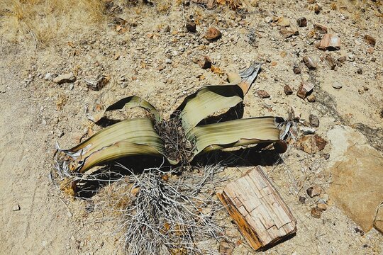 Close-up of a small yet ancient Welwitschia plant with elongated leaves in the Namibian desert on the Skeleton Coast. 