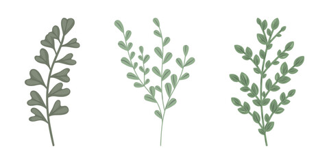 Set botanical twigs. Vector botanical decorative illustration.