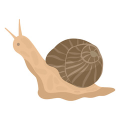 Garden snail illustration on white background, Snail shell vector. Cute animal vector illustration, icon