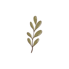 plant branch with leaves, transparent background, isolate, png