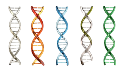 Five distinct helix models illustrate the fundamental structure of genetic material
