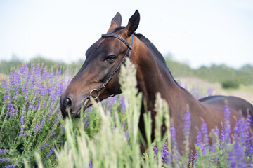 portrait of beautiful bay Akhalteke stallion posing in field around lilac flowers. cloudy day