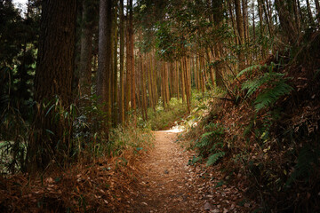 Autumn forest, mountain path, sunlight, healing	
