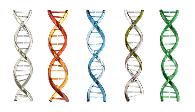 Five distinct helix models illustrate the fundamental structure of genetic material