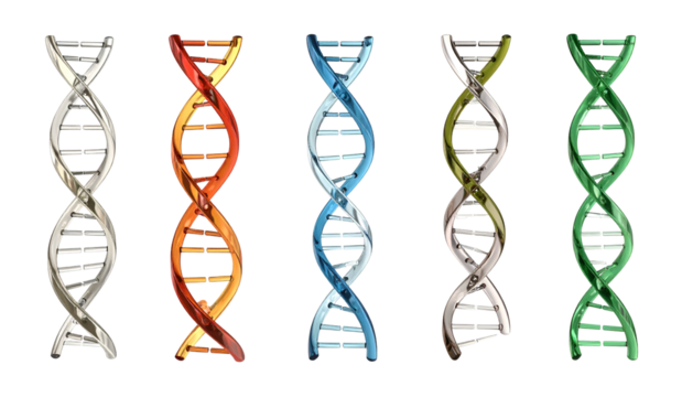 Five distinct helix models illustrate the fundamental structure of genetic material - Powered by Adobe