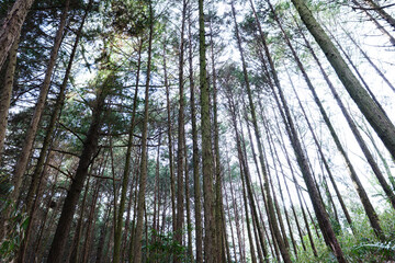In the forest, trees swaying gently in the breeze