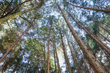 In the forest, trees swaying gently in the breeze