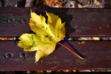 An autumn leaf from a chestnut tree.