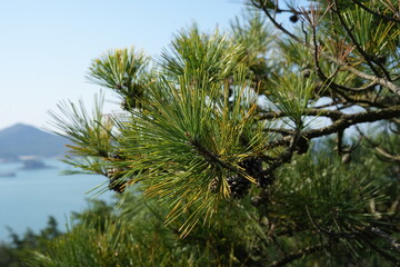 Pine Branch with Coastal Islands Bokeh