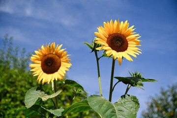 Yellow sunflowers against the blue sky.