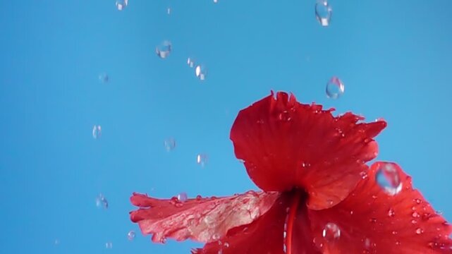 red Hibiscus flower head sprinkled with water on blue background, Slow Motion
