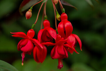 Obraz premium Selective focus of Fuchsia magellanica, Purple red flower in the garden, Hummingbird fuchsia