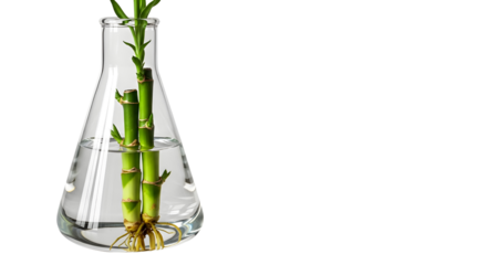 Green bamboo stems rooting in water inside a scientific Erlenmeyer flask for biology research. isolated PNG with Transparent Background
