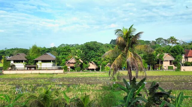 Serene landscape captures sprawling rice paddies in Bali, Ubud, dotted with charming homes, showcasing harmony between agriculture and local culture