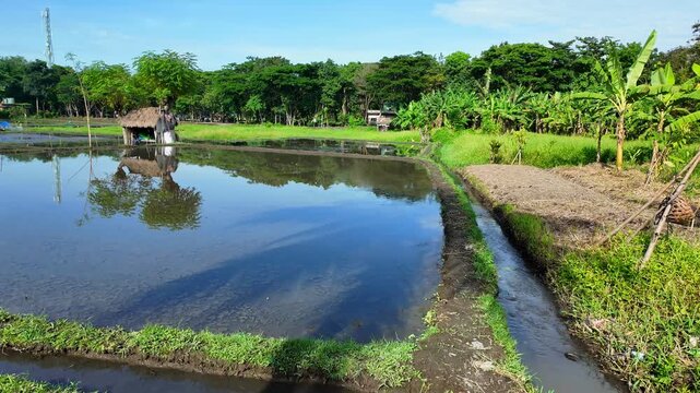 Enchanting vista of rice terraces in Bali, where lush greenery embraces traditional homes, illustrating Ubud connection with nature and authenticity