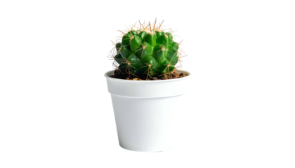 Small green spiny succulent plant is growing inside a simple white container against a solid dark background